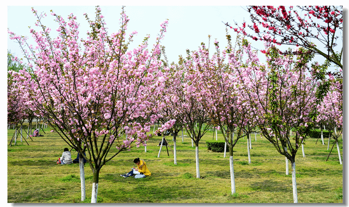 浪漫樱花（庞利红/摄）
